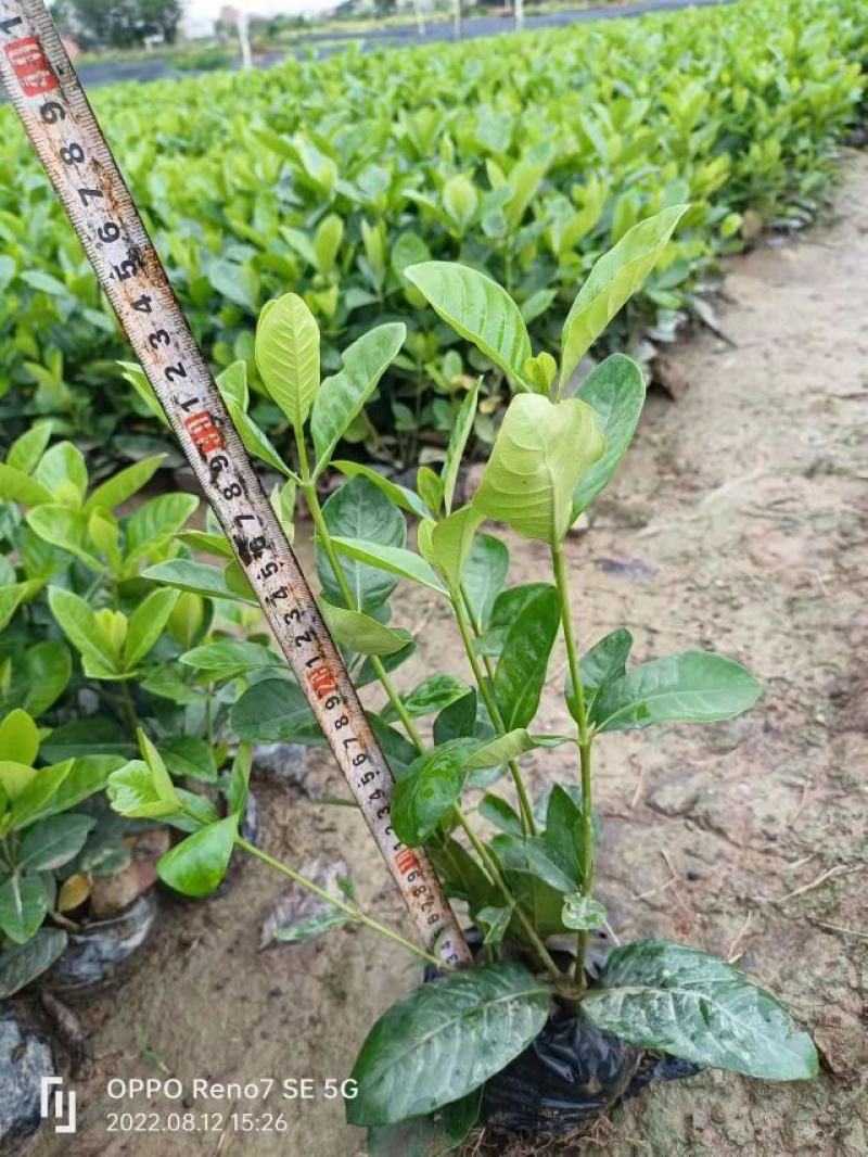 【品质保证】广东省白蝉（栀子花）基地种植量大从优欢迎采购