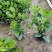 【品质保证】广东省白蝉（栀子花）基地种植量大从优欢迎采购