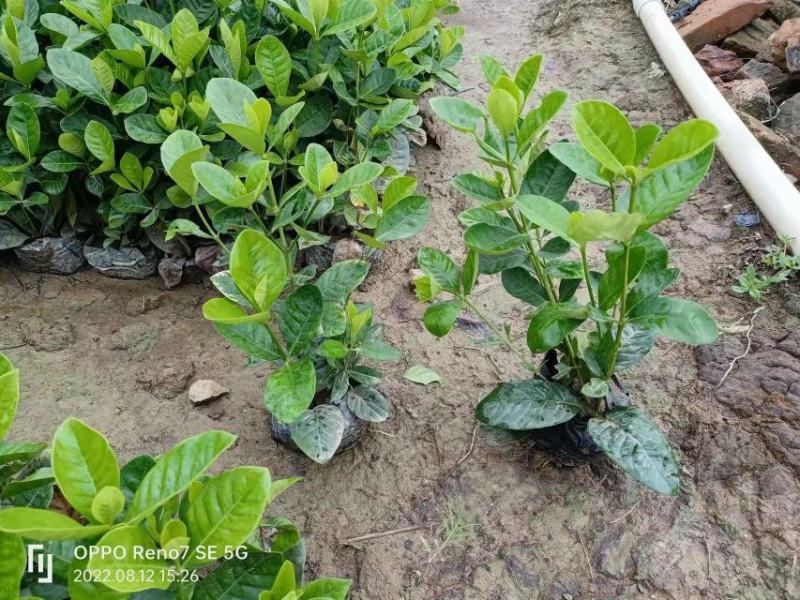 【品质保证】广东省白蝉（栀子花）基地种植量大从优欢迎采购