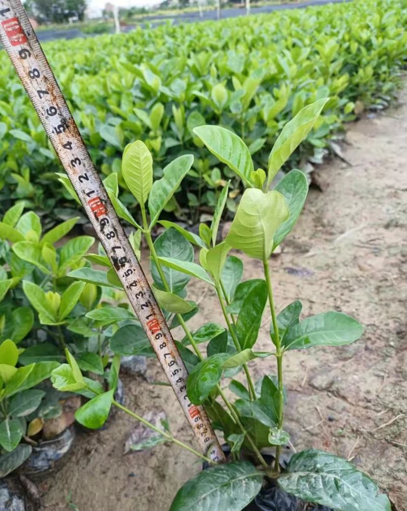 【品质保证】广东省白蝉（栀子花）基地种植量大从优欢迎采购