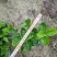 【品质保证】广东省白蝉（栀子花）基地种植量大从优欢迎采购