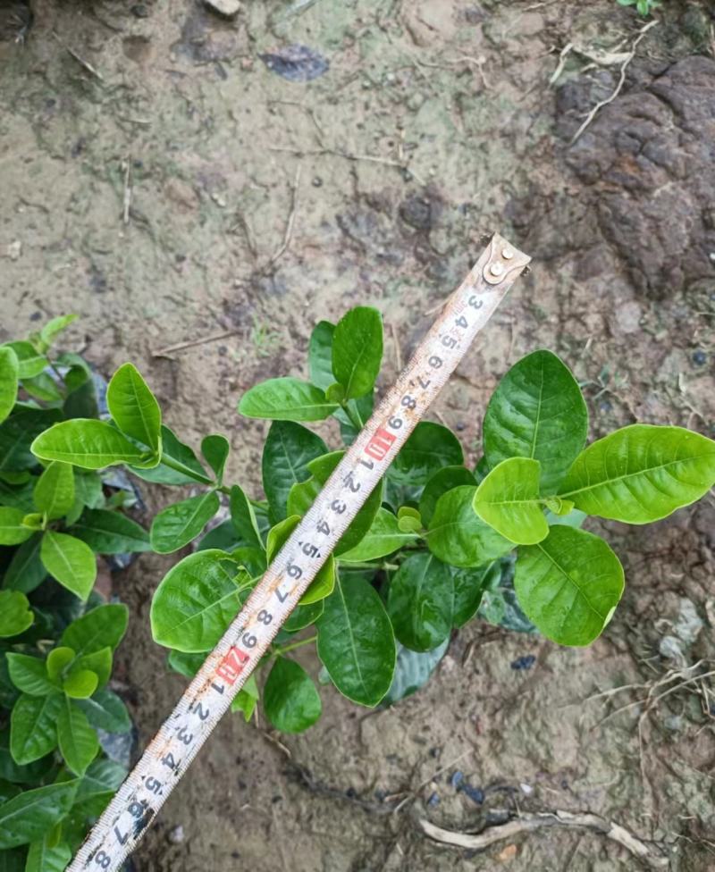 【品质保证】广东省白蝉（栀子花）基地种植量大从优欢迎采购