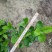 【品质保证】广东省白蝉（栀子花）基地种植量大从优欢迎采购