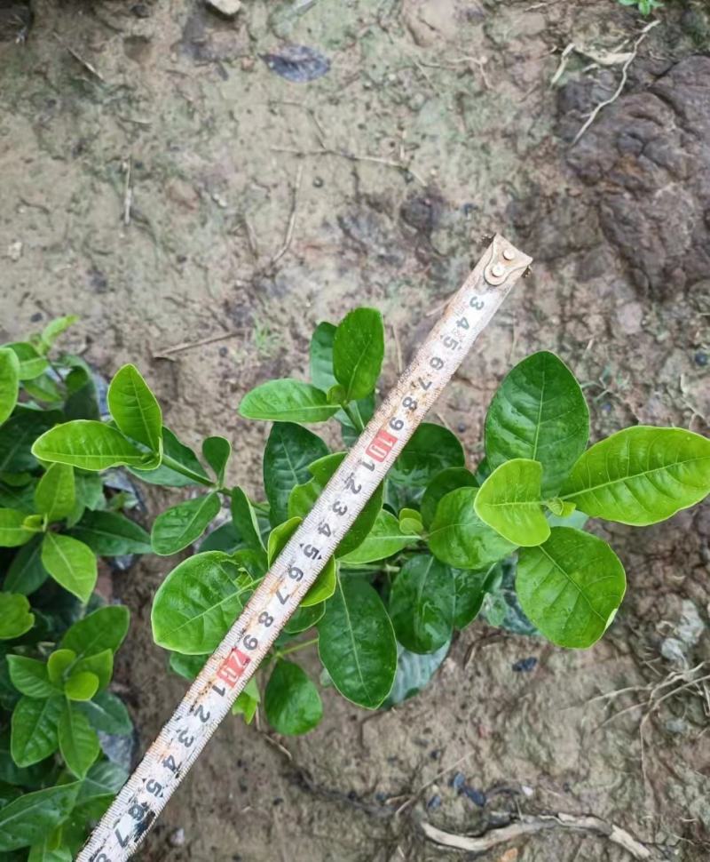 【品质保证】广东省白蝉（栀子花）基地种植量大从优欢迎采购