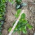 【品质保证】广东省白蝉（栀子花）基地种植量大从优欢迎采购