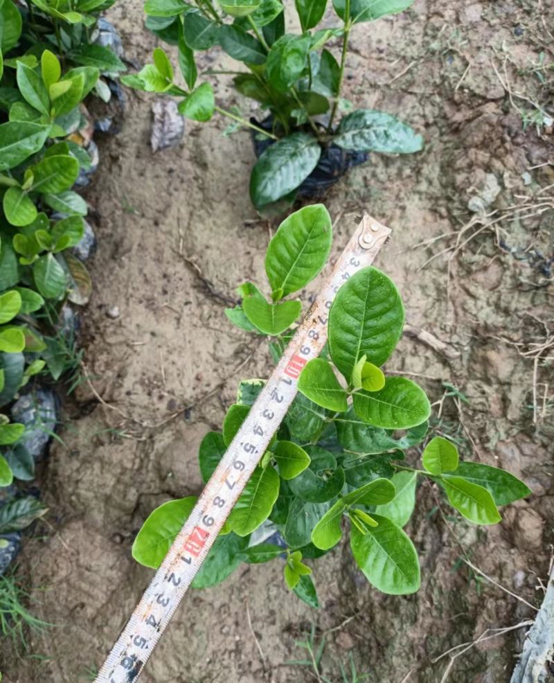 【品质保证】广东省白蝉（栀子花）基地种植量大从优欢迎采购