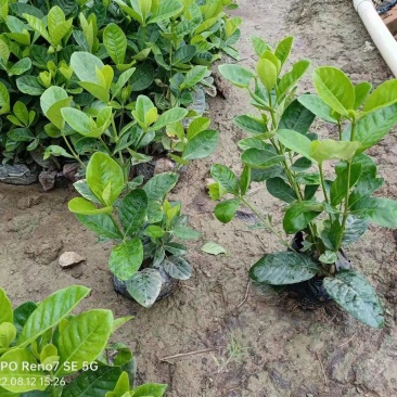 【品质保证】广东省白蝉（栀子花）基地种植量大从优欢迎采购