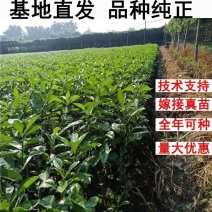 红心蜜柚苗四川柚子苗嫁接苗基地直发现挖现发保证品种成活