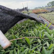 【品质保证】广东大叶棕竹7斤基地自种量大从优欢迎采购