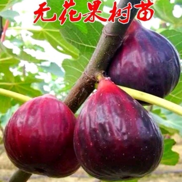 热卖无花果树苗品种规格齐全保证品种成活率死苗补发基地直发
