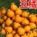 不知火柑桔苗丑橘苗品种保证成活率高基地现挖现发一手货源