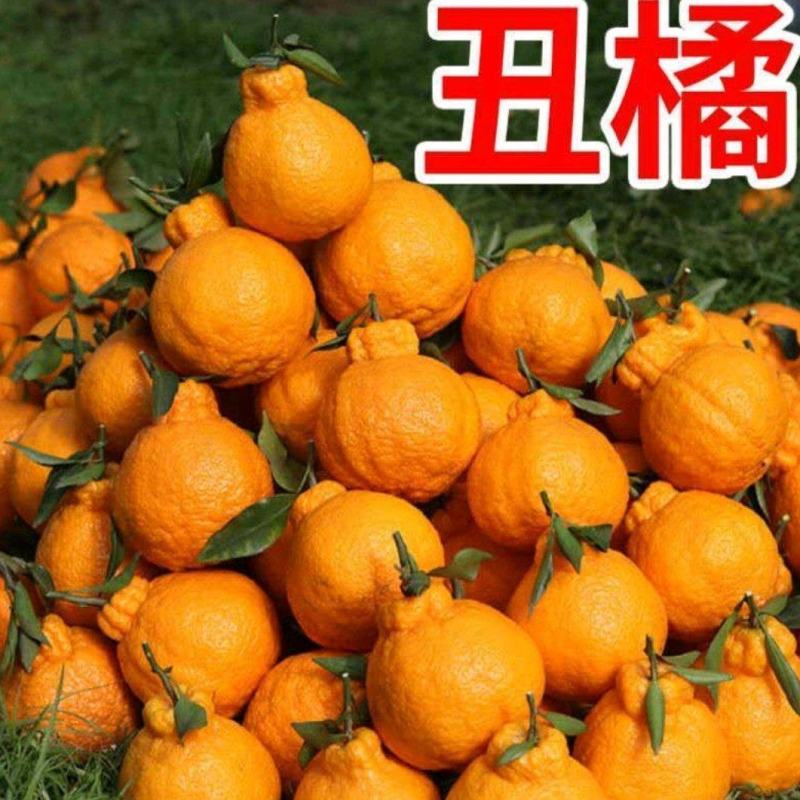 不知火柑桔苗丑橘苗品种保证成活率高基地现挖现发一手货源