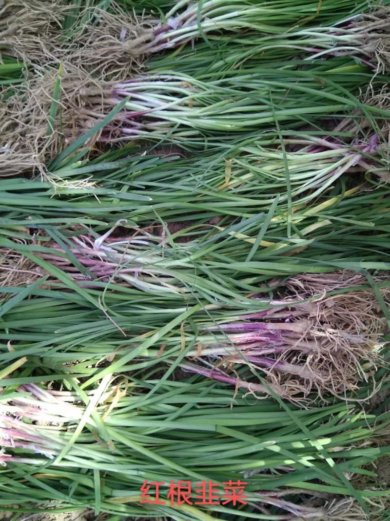 高品质紫根韭菜种子，露地种植，辛香味浓，抗病虫害，少量货