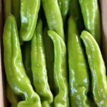 尖椒，太空椒，螺丝椒，线椒