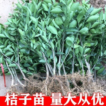 四川春见耙耙柑柑橘苗无中间商苗木基地现挖现发品种保障包活