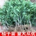 四川春见耙耙柑柑橘苗无中间商苗木基地现挖现发品种保障包活