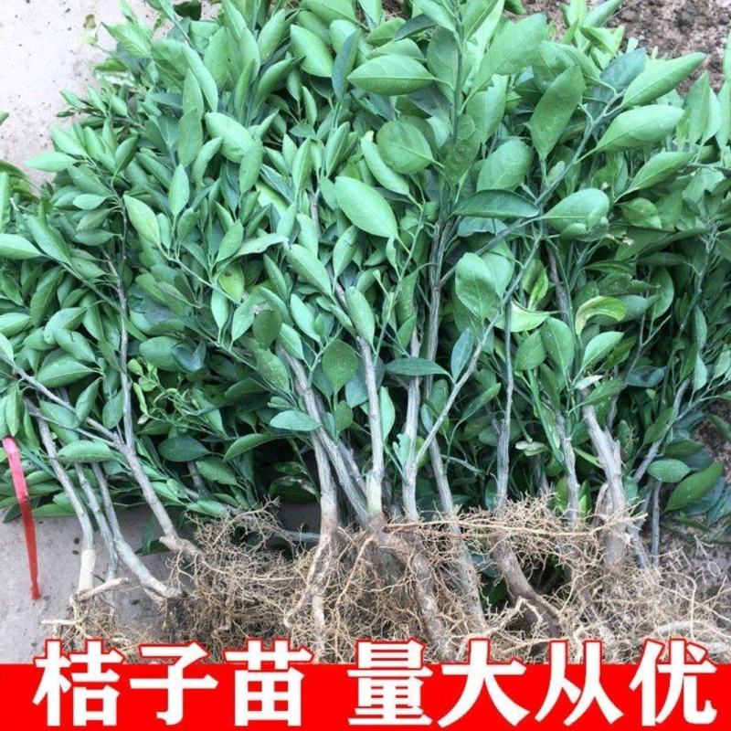 四川春见耙耙柑柑橘苗无中间商苗木基地现挖现发品种保障包活