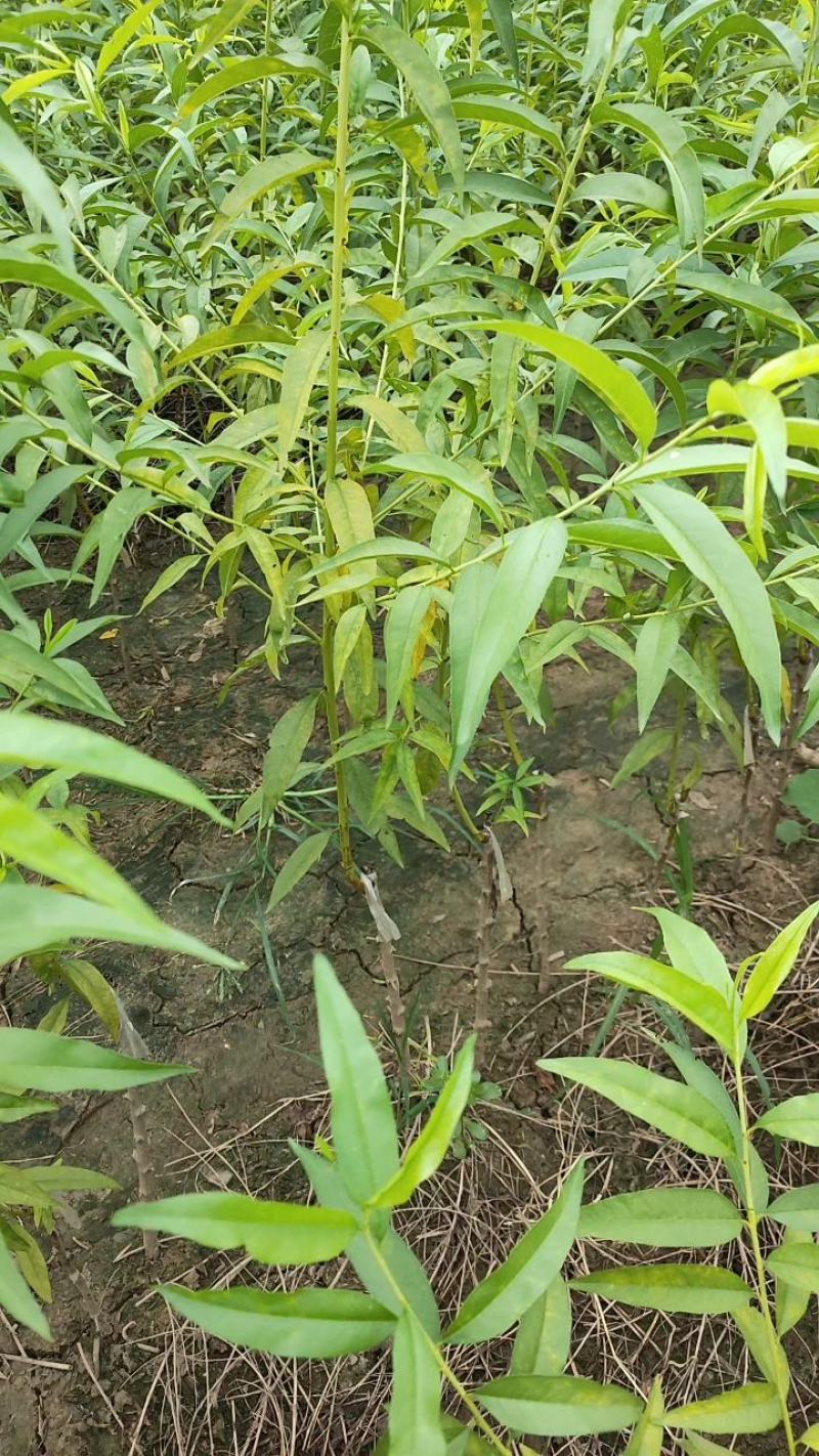 血桃树苗，春雨血桃1号，果肉鲜红色，7月上中旬成熟，离核