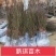 血桃树苗，春雨血桃1号，果肉鲜红色，7月上中旬成熟，离核