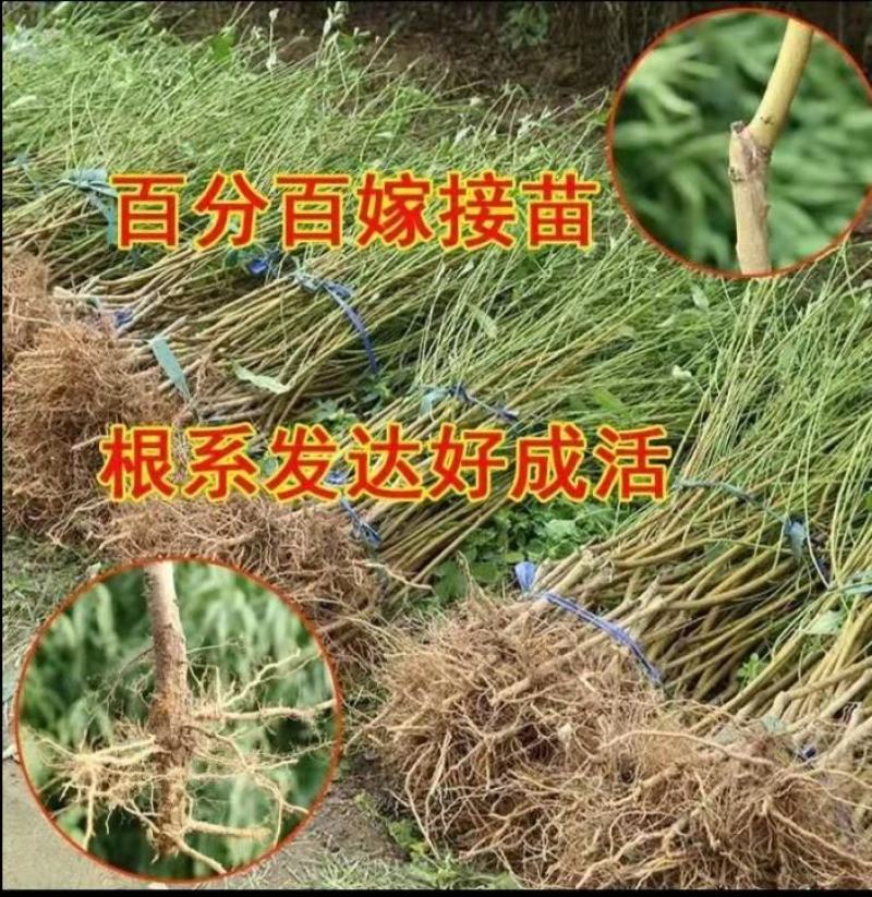 血桃树苗，春雨血桃1号，果肉鲜红色，7月上中旬成熟，离核