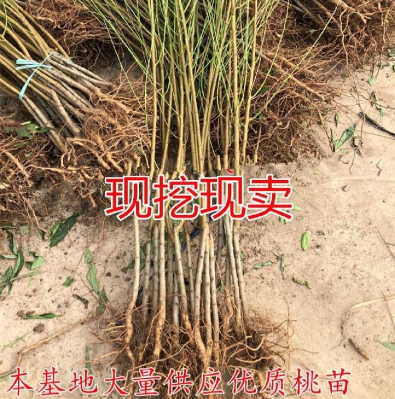 血桃树苗，春雨血桃1号，果肉鲜红色，7月上中旬成熟，离核