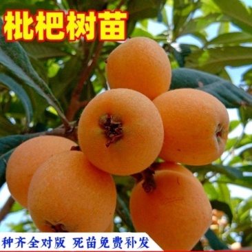 大五星枇杷树苗枇杷苗现挖现发包邮包成活可签合同基地一手苗