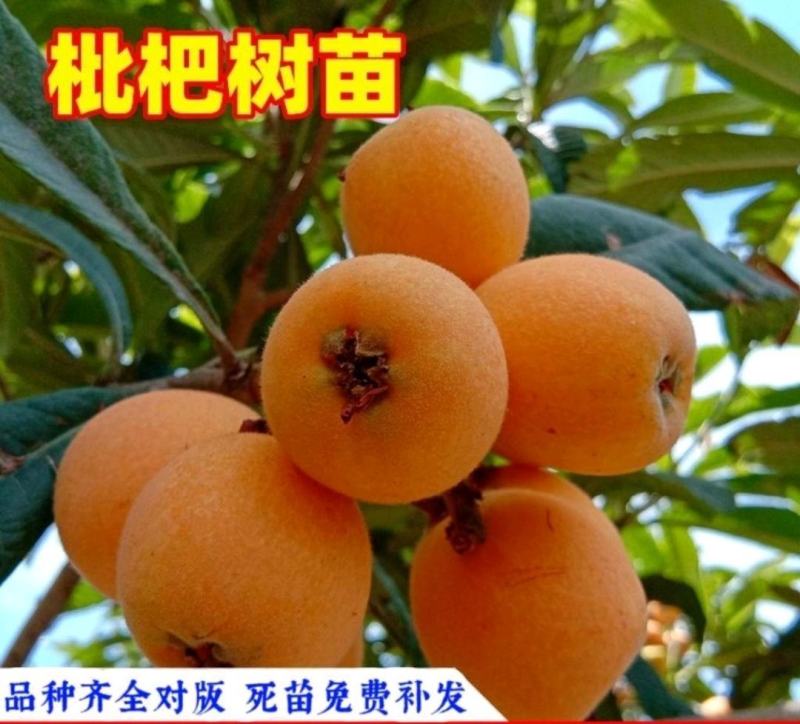 大五星枇杷树苗枇杷苗现挖现发包邮包成活可签合同基地一手苗