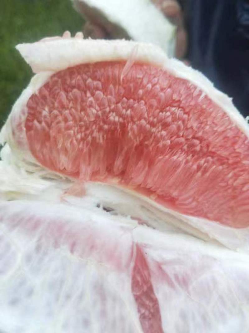 福建红柚