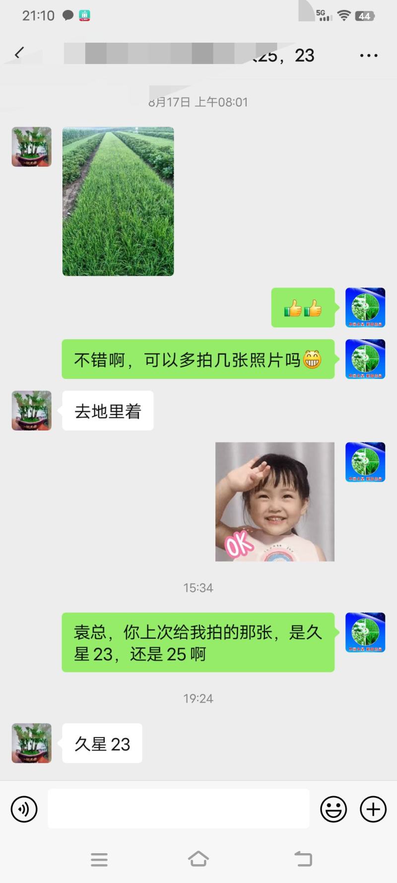 久星23号韭菜种子，杂交育种，休眠，直立性超强，生长特壮