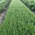 久星23号韭菜种子，杂交育种，休眠，直立性超强，生长特壮