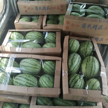 早春红玉