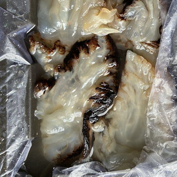 沙哲头，海蜇头，酒店市场供应，无限量，电商饭店