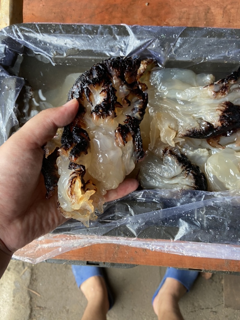 沙哲头，海蜇头，酒店市场供应，无限量，电商饭店