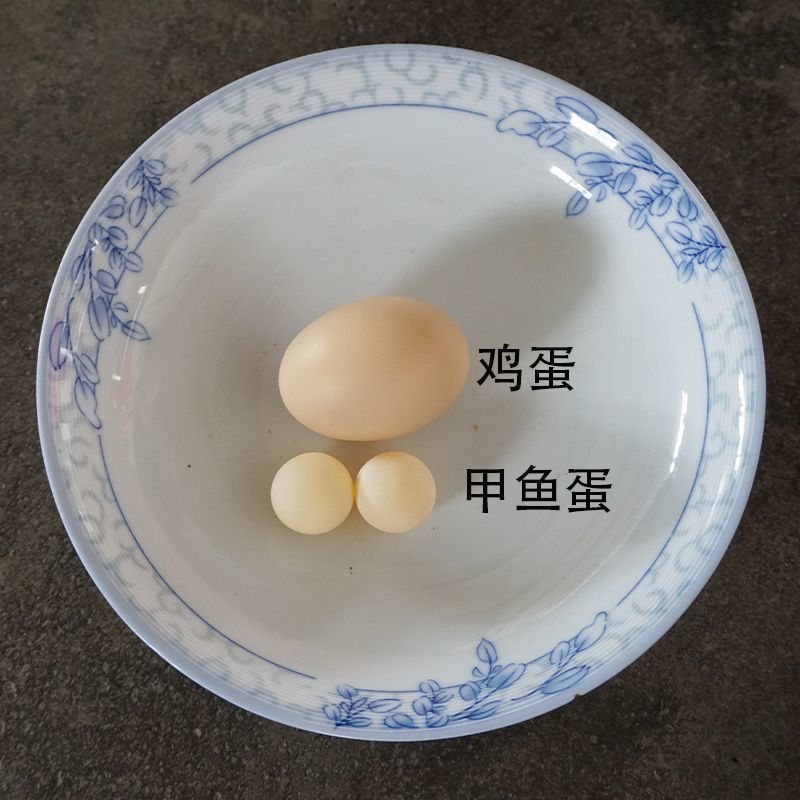 36/54/100个甲鱼蛋宝宝辅食新鲜可食用老鳖蛋现挖现