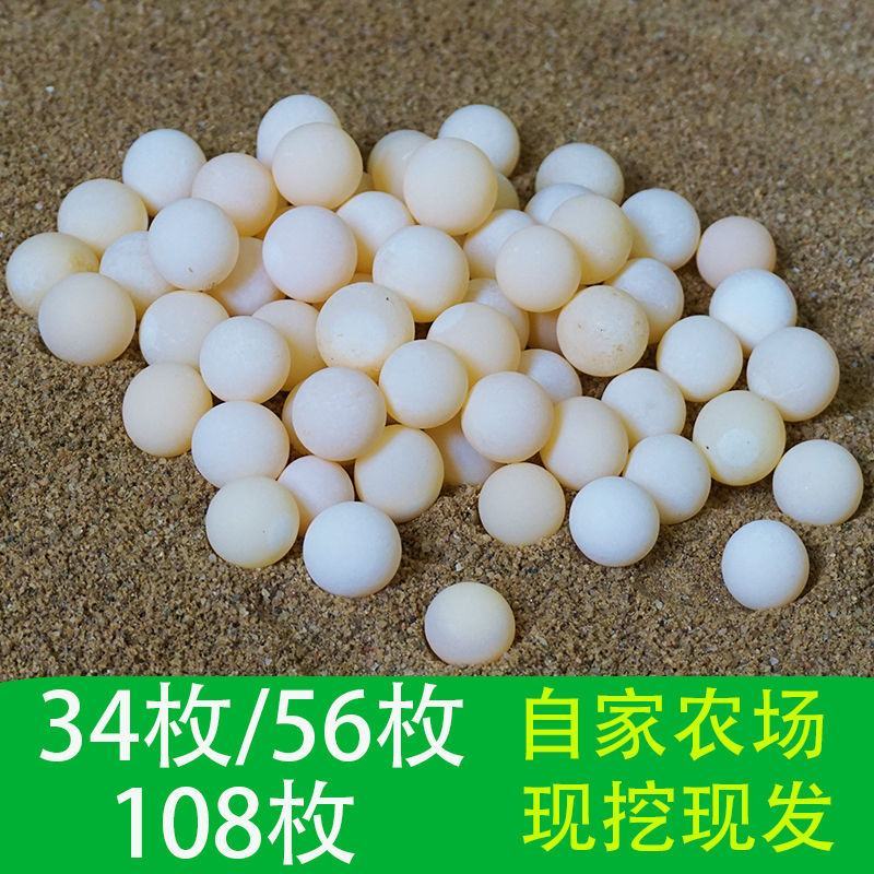 36/54/100个甲鱼蛋宝宝辅食新鲜可食用老鳖蛋现挖现