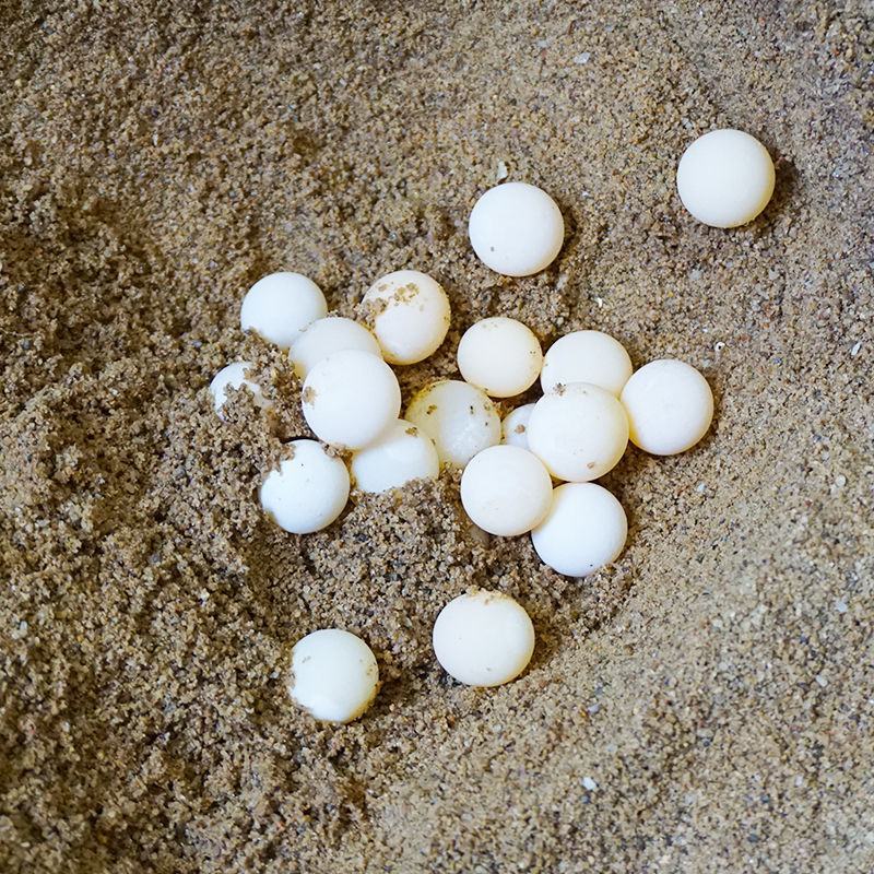36/54/100个甲鱼蛋宝宝辅食新鲜可食用老鳖蛋现挖现