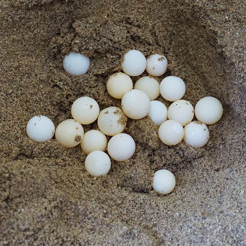 36/54/100个甲鱼蛋宝宝辅食新鲜可食用老鳖蛋现挖现