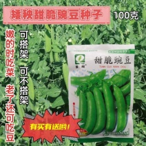 甜脆肉豌豆种子吃壳厚肉豌豆菜豆荷兰豆种籽春秋季播阳台大田