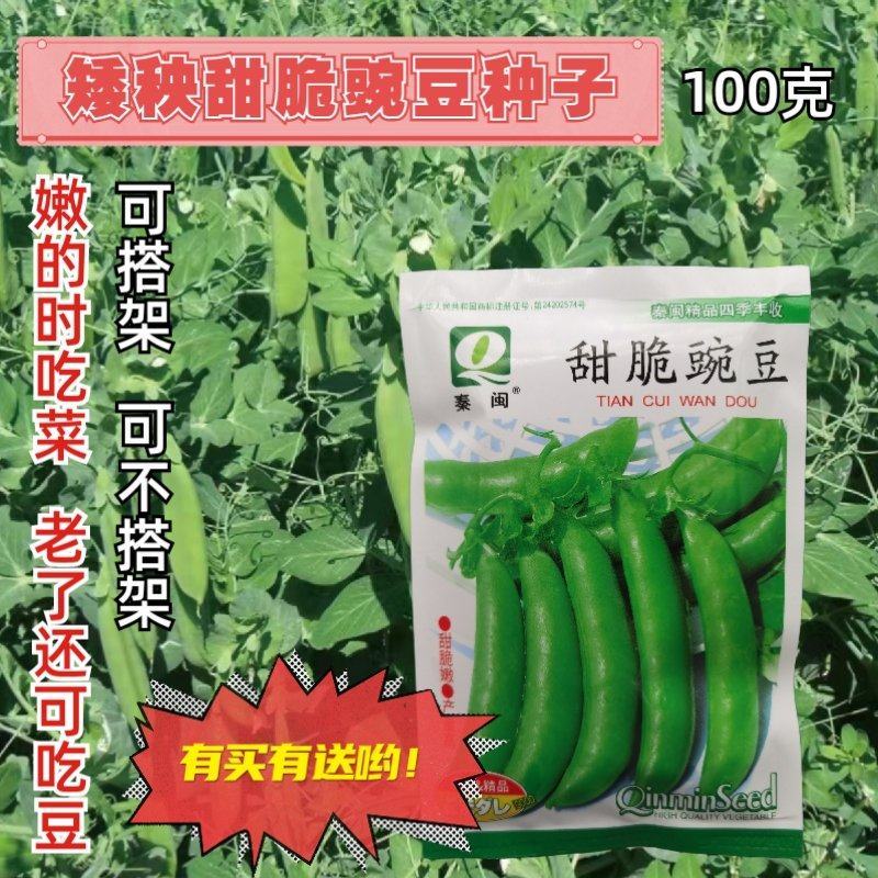 甜脆肉豌豆种子吃壳厚肉豌豆菜豆荷兰豆种籽春秋季播阳台大田