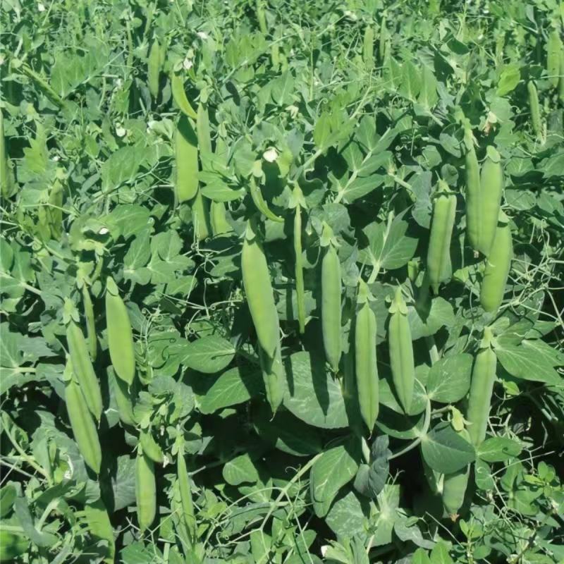 甜脆肉豌豆种子吃壳厚肉豌豆菜豆荷兰豆种籽春秋季播阳台大田