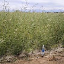 沙柳防风固沙甘肃沙柳树苗种植基地常年大量出售