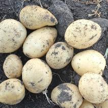 吉林东北土豆大量上市，品种有尤金实验一，产地直发，