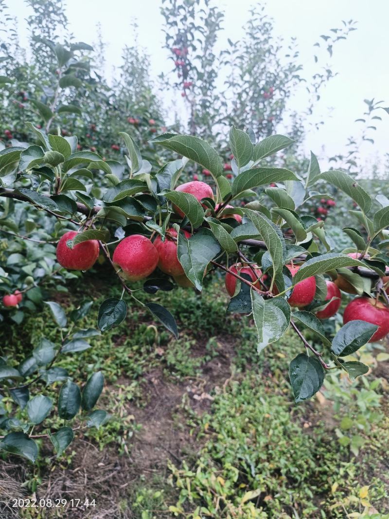 123苹果金红苹果辽宁省铁岭市西丰县