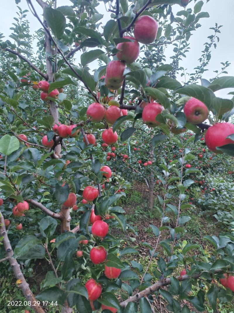 123苹果金红苹果辽宁省铁岭市西丰县