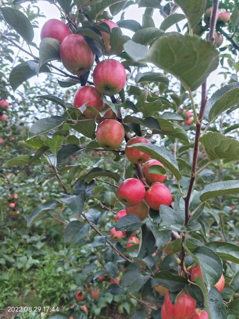 123苹果金红苹果辽宁省铁岭市西丰县