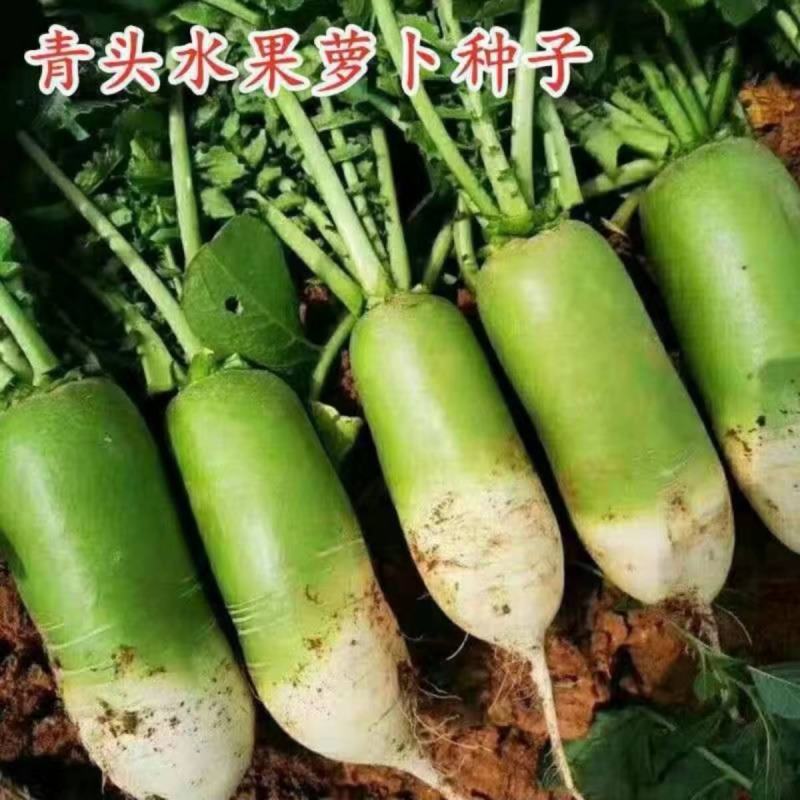 大青头萝卜种子秋季播露头青大萝卜种子秋播东北大青萝卜种