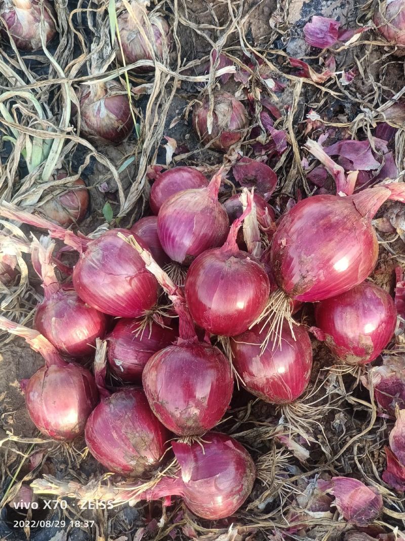 甘肃紫皮洋葱，红皮洋葱目前大量存货，压货中，保质保量