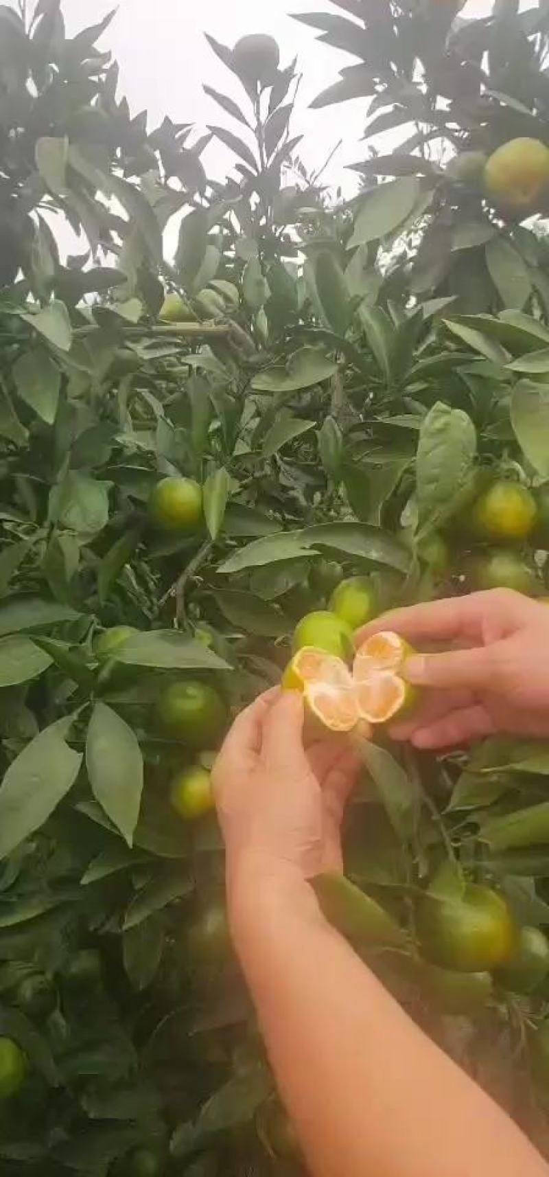 湖北高山特早蜜橘，柑橘，货源充足，大量供应，随行就市！