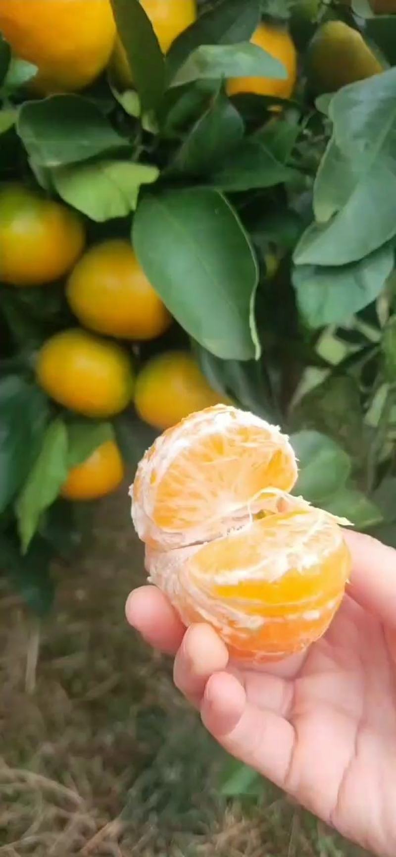 湖北高山特早蜜橘，柑橘，货源充足，大量供应，随行就市！