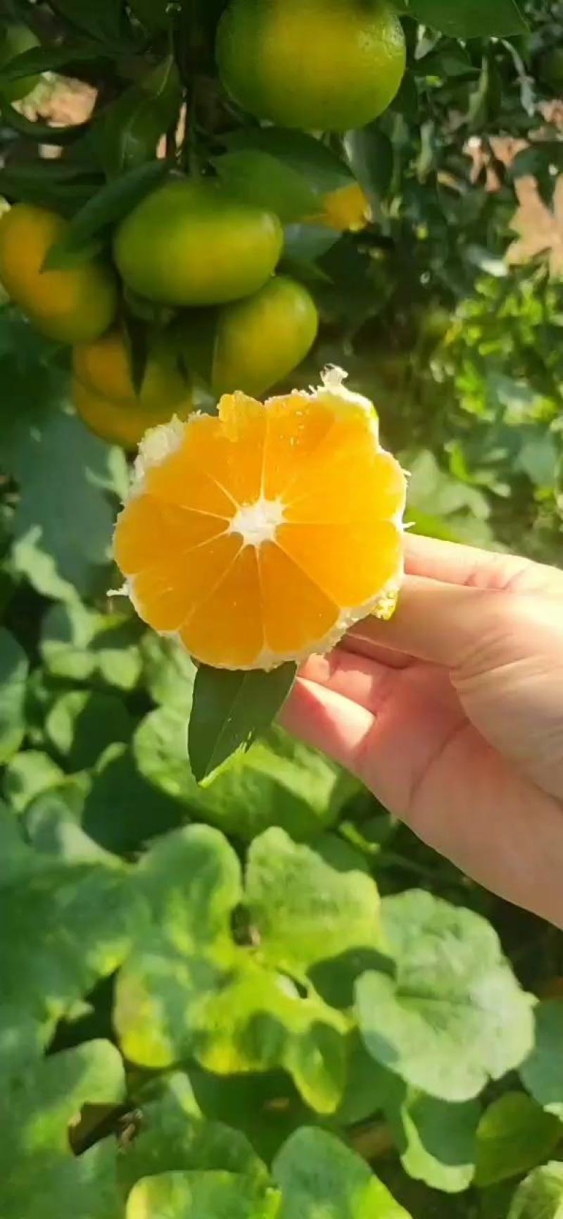 湖北高山特早蜜橘，柑橘，货源充足，大量供应，随行就市！